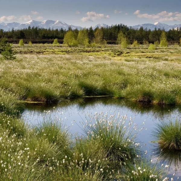 Humboldt-Innovation supports NABU in moorland renaturation