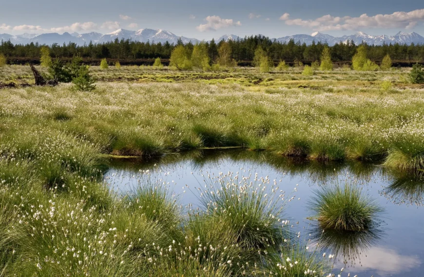 Humboldt-Innovation supports NABU in moorland renaturation