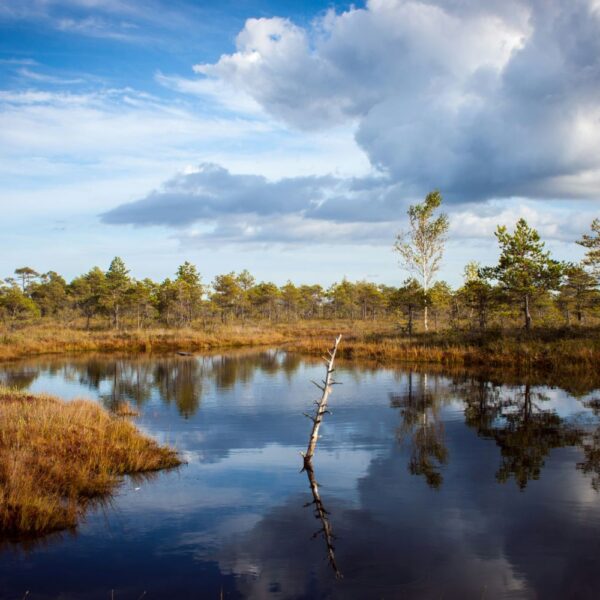 Moorlandschaft (c) Jevgenij Voronov