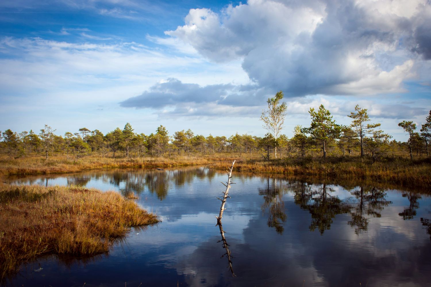 Moorlandschaft (c) Jevgenij Voronov